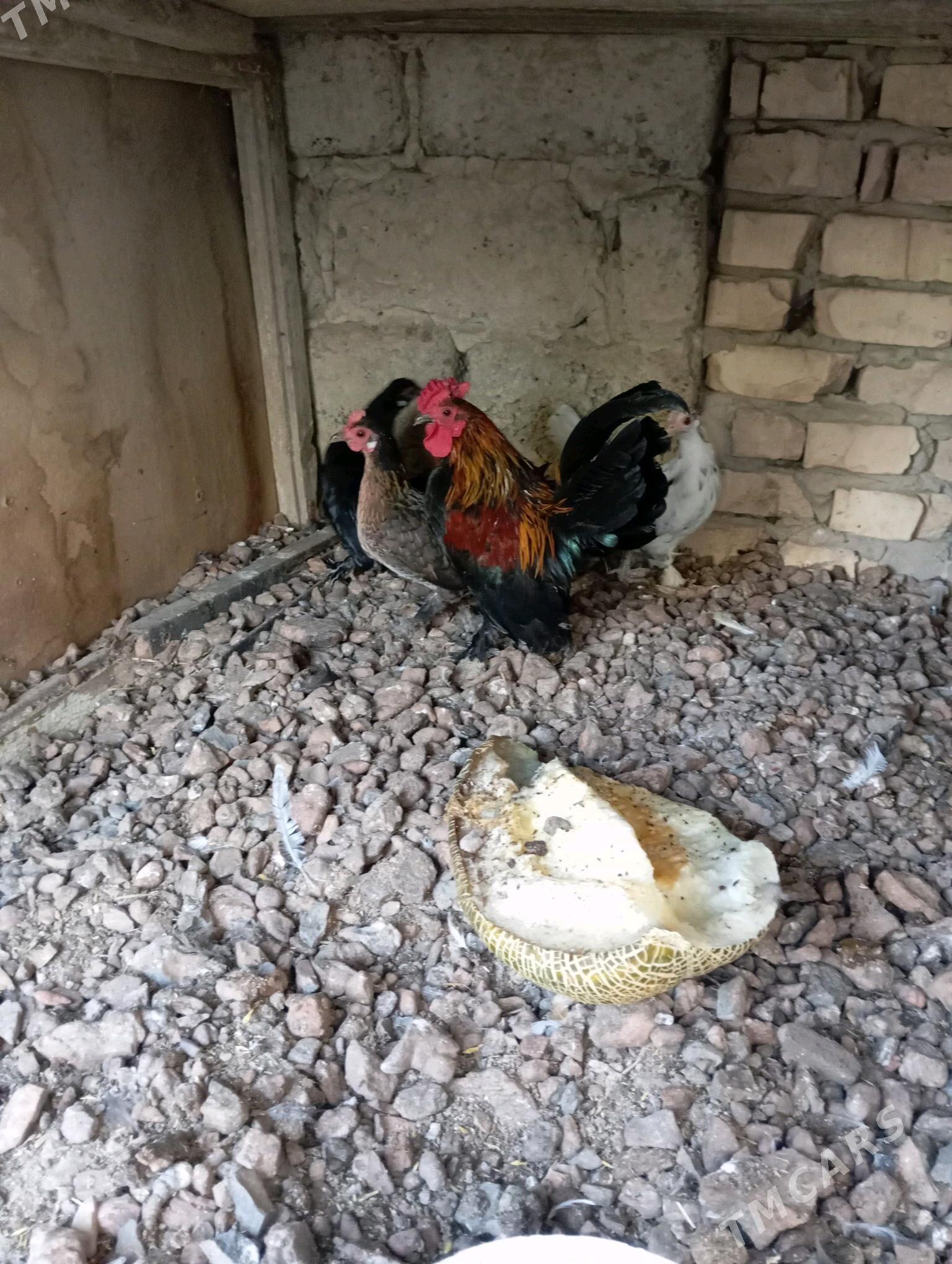 karlik guşlar - Анев - img 3