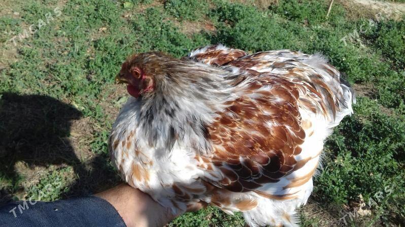 Wyandotte Horoz - Гызыларбат - img 2