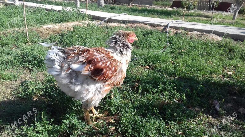 Wyandotte Horoz - Гызыларбат - img 3