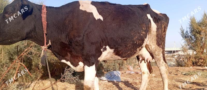 bogaz sygyr - Çoganly - img 2