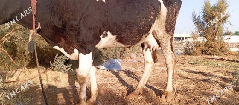 bogaz sygyr - Çoganly - img 1