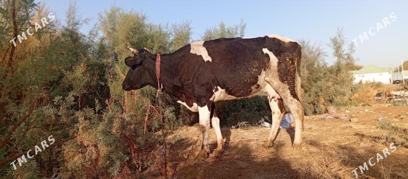 bogaz sygyr - Çoganly - img 3