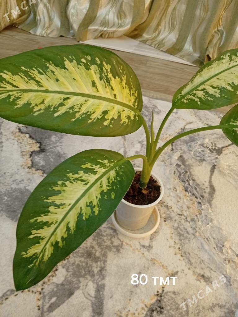 домашние цветы - Балканабат - img 3