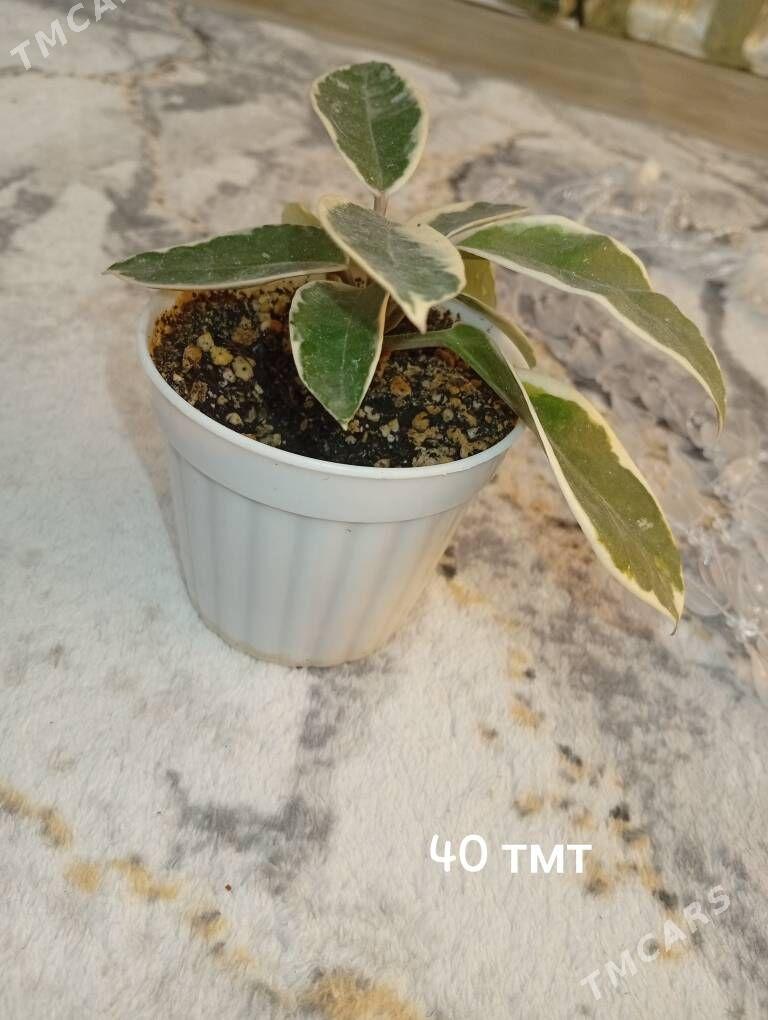 домашние цветы - Балканабат - img 9