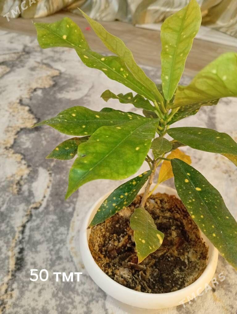 домашние цветы - Балканабат - img 7