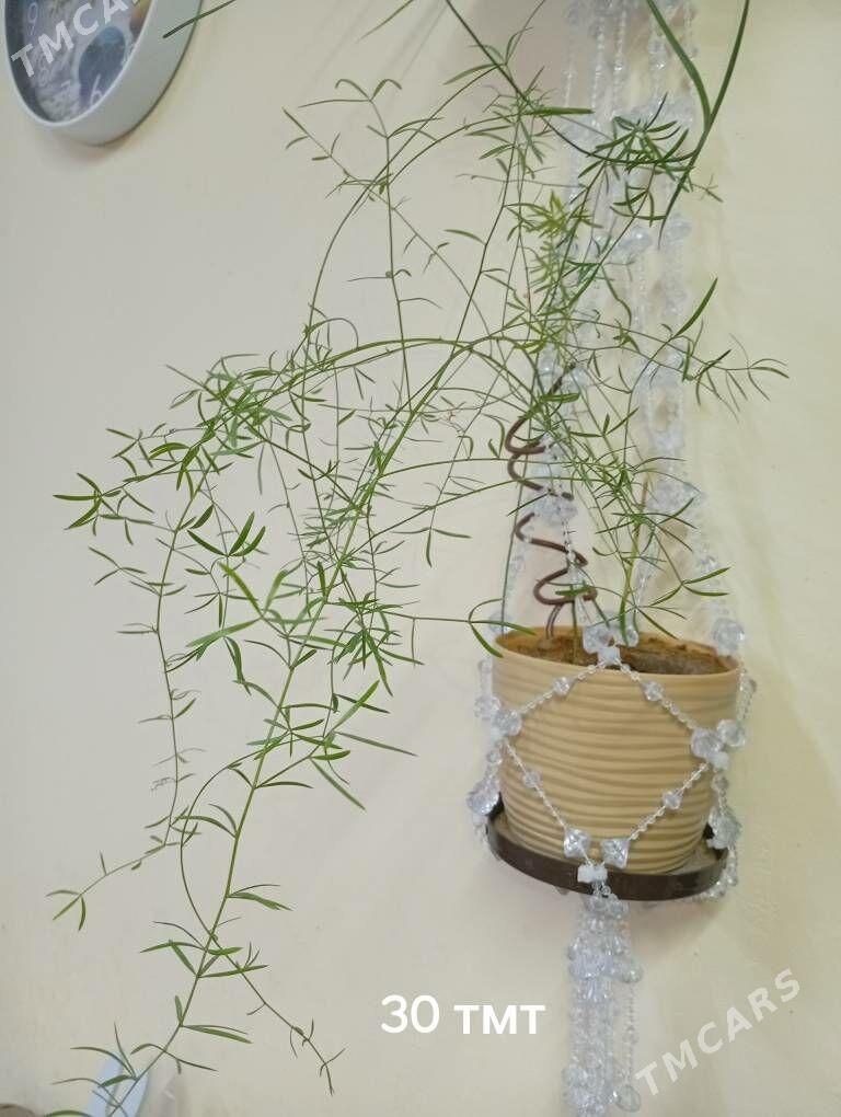 домашние цветы - Балканабат - img 4