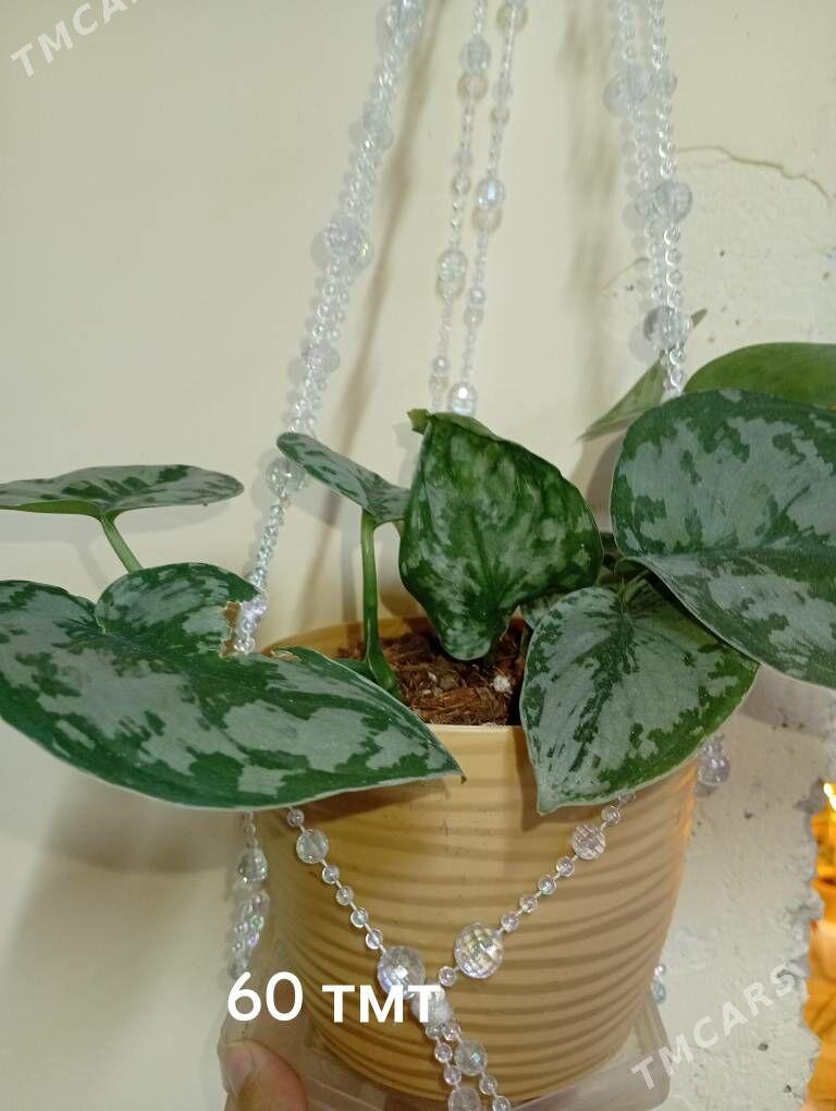 домашние цветы - Балканабат - img 6