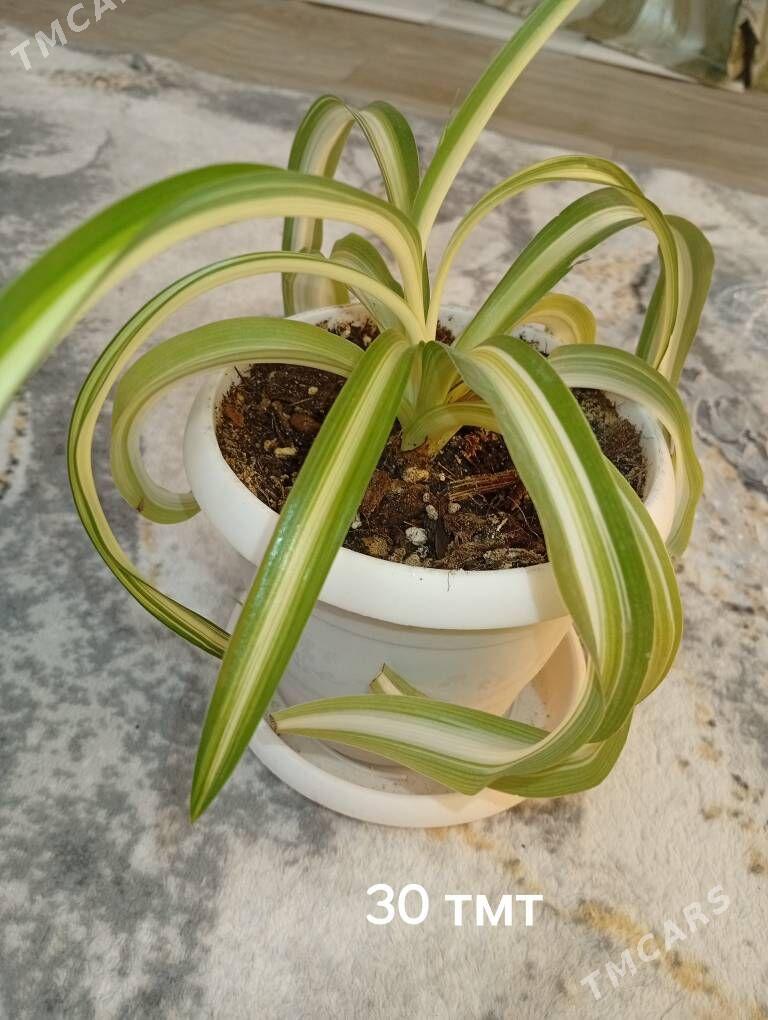 домашние цветы - Балканабат - img 8