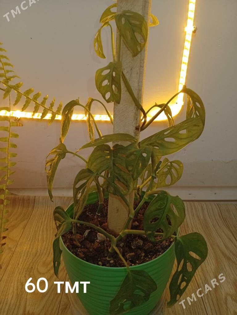 домашние цветы - Балканабат - img 10