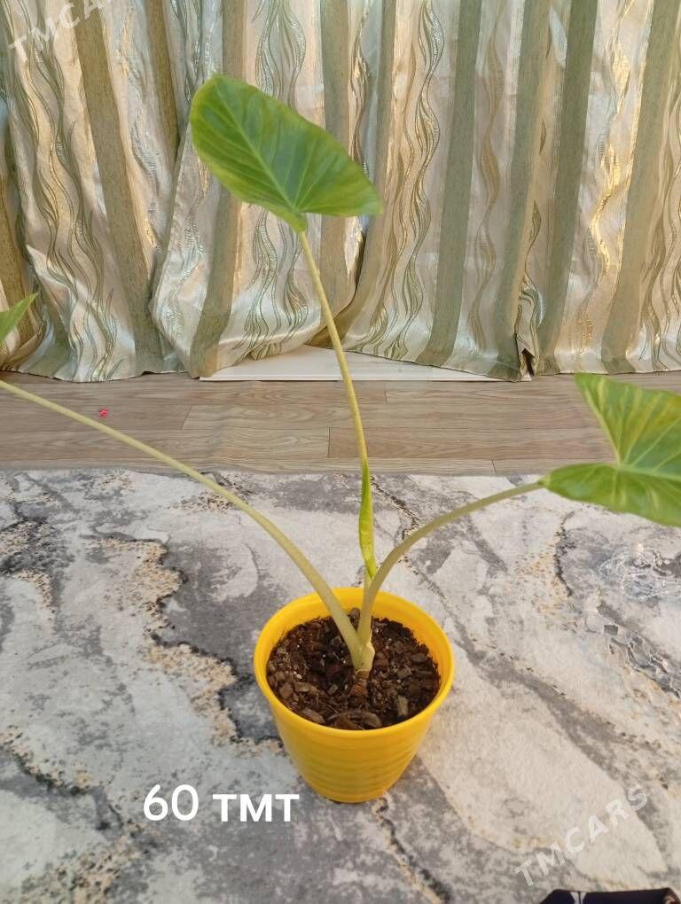 домашние цветы - Балканабат - img 2