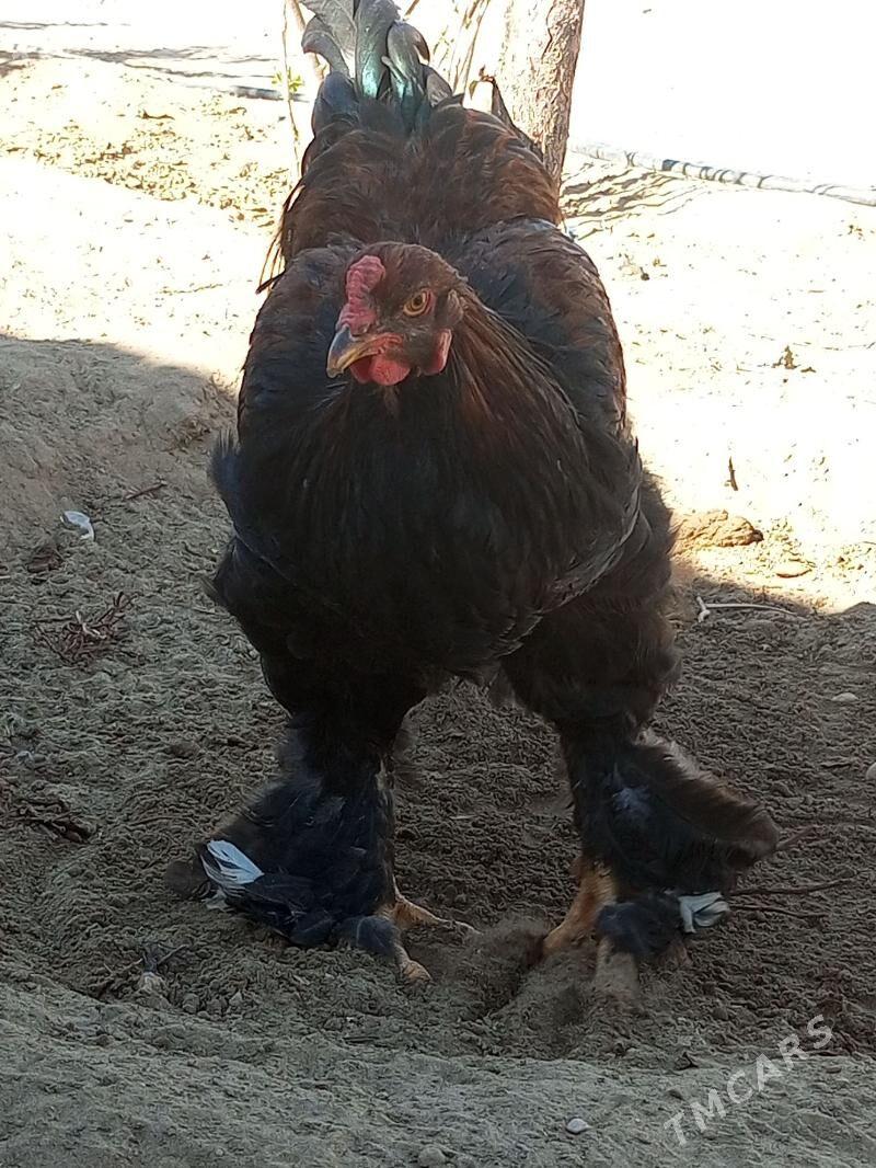 brama horaz - Джебел - img 1