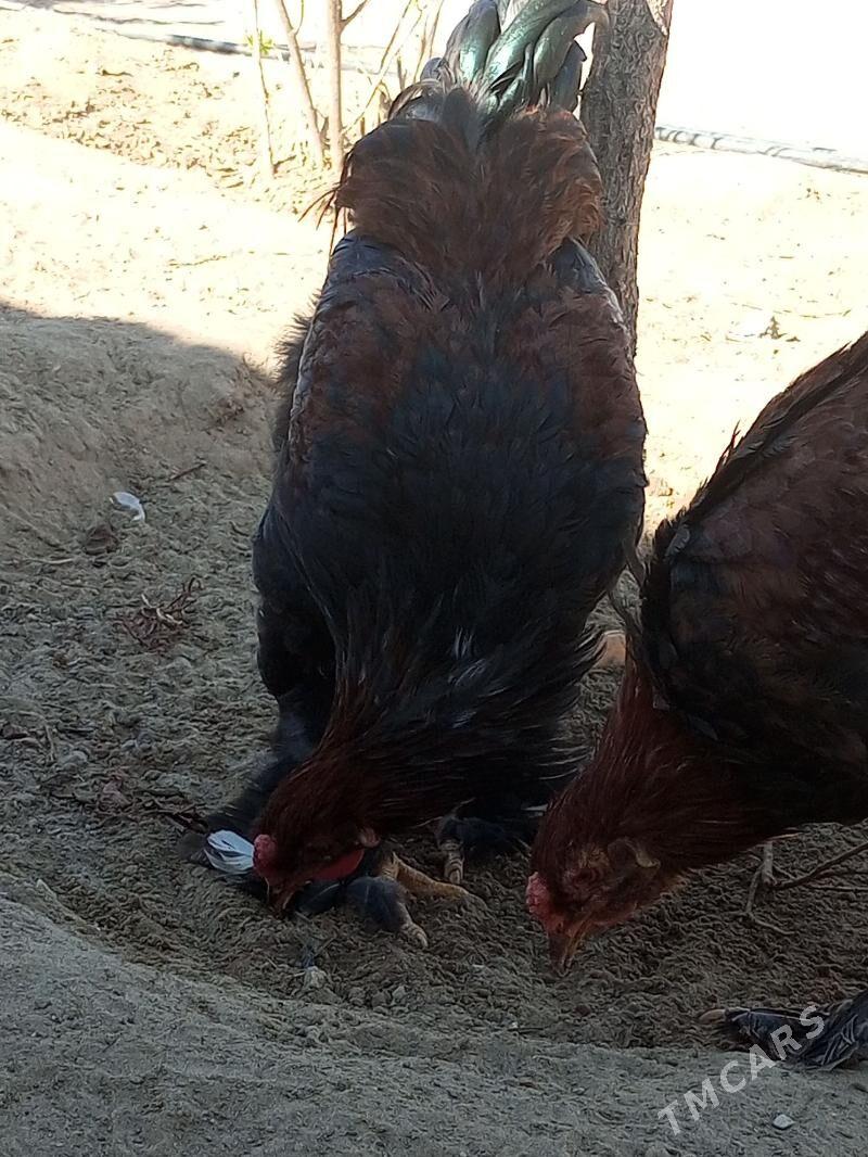 brama horaz - Джебел - img 4