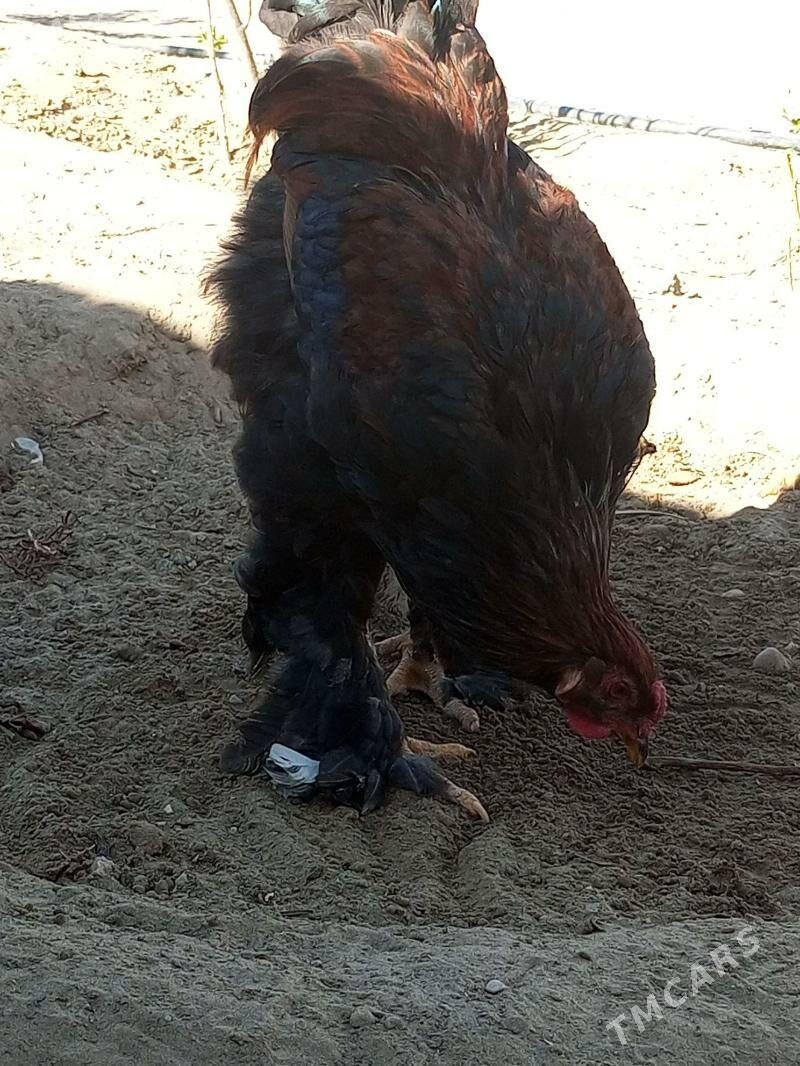 brama horaz - Джебел - img 2