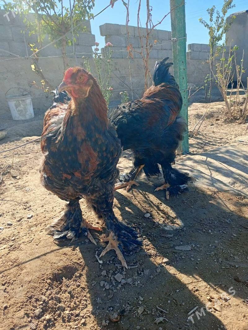 brama horaz - Джебел - img 9