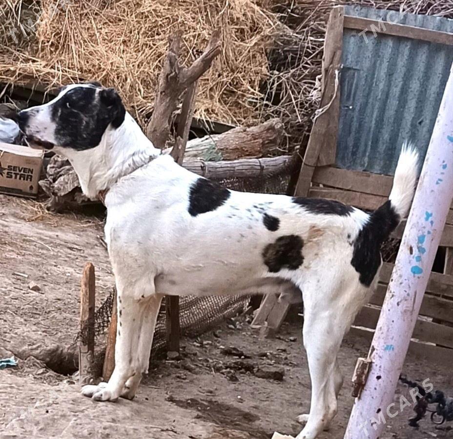 it - Векильбазар - img 2