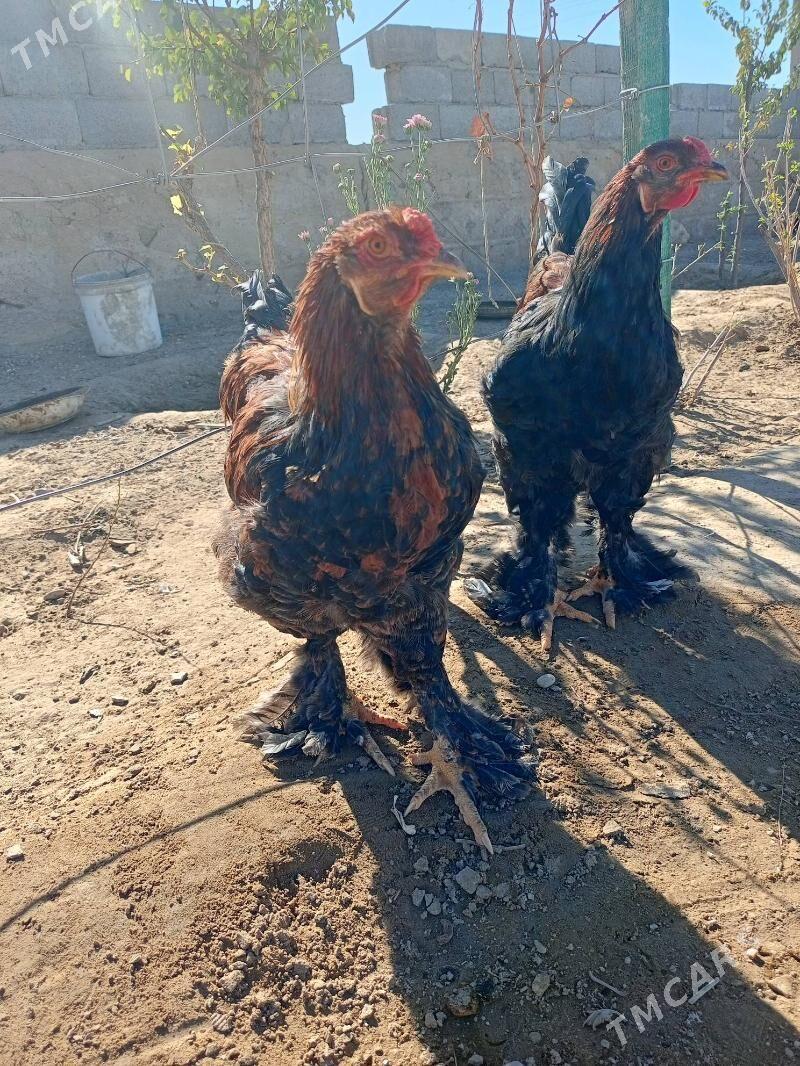 brama horaz - Джебел - img 7