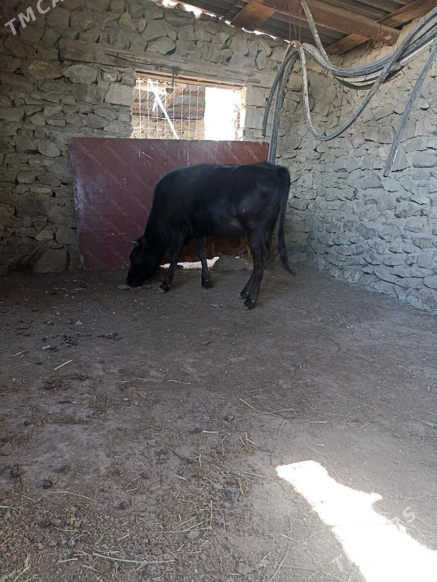 Gacar - Берекет - img 2