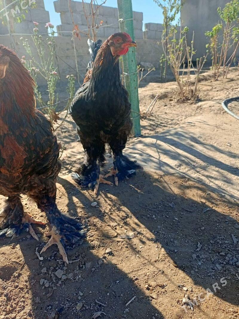 brama horaz - Джебел - img 6