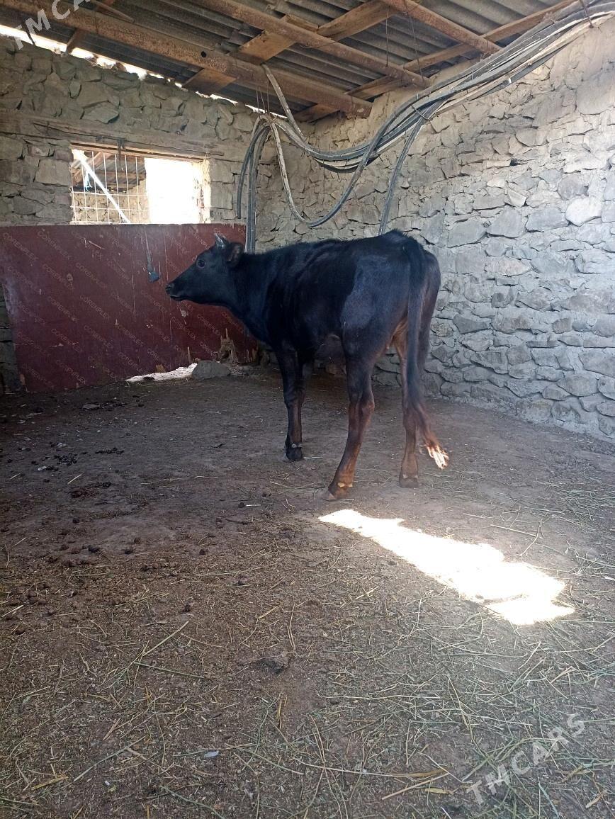 Gacar - Берекет - img 3