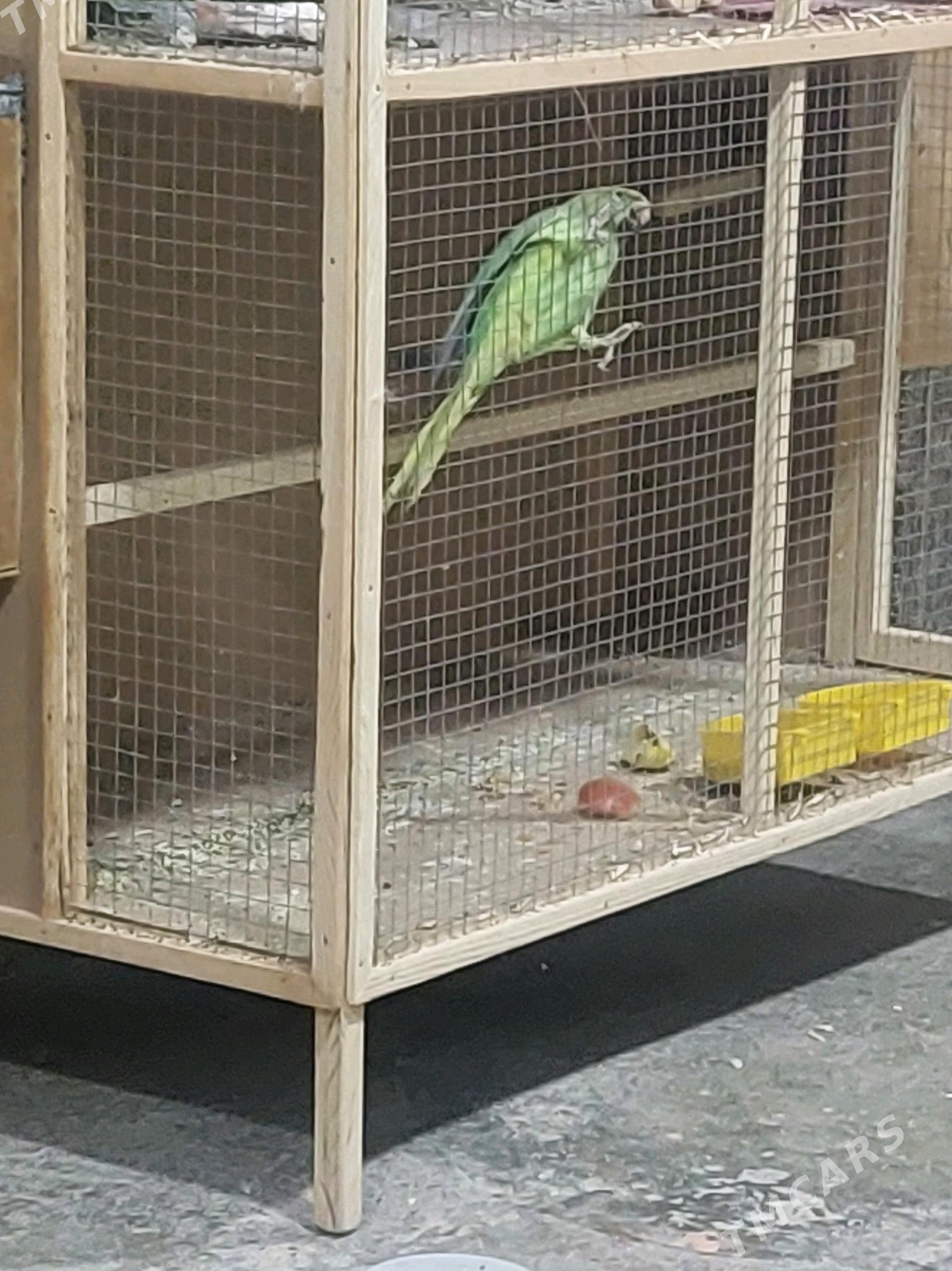 рапугай papugay ažerelovyý - Türkmenabat - img 1