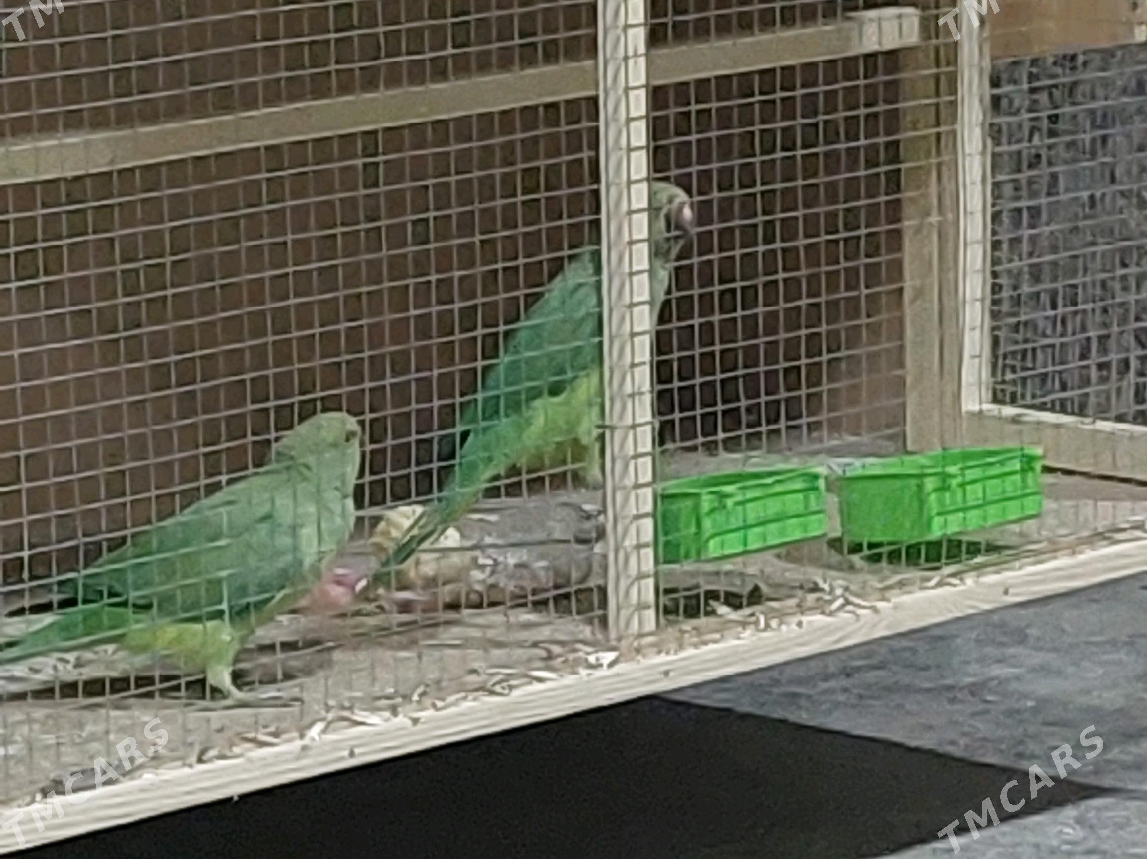 рапугай papugay ažerelovyý - Türkmenabat - img 2