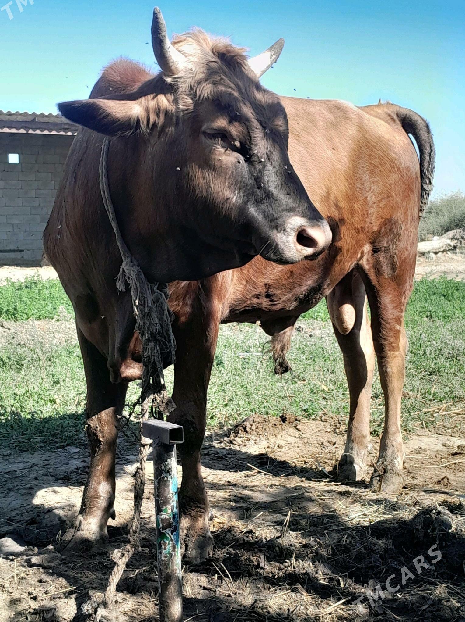 ökùzler - Bäherden - img 2