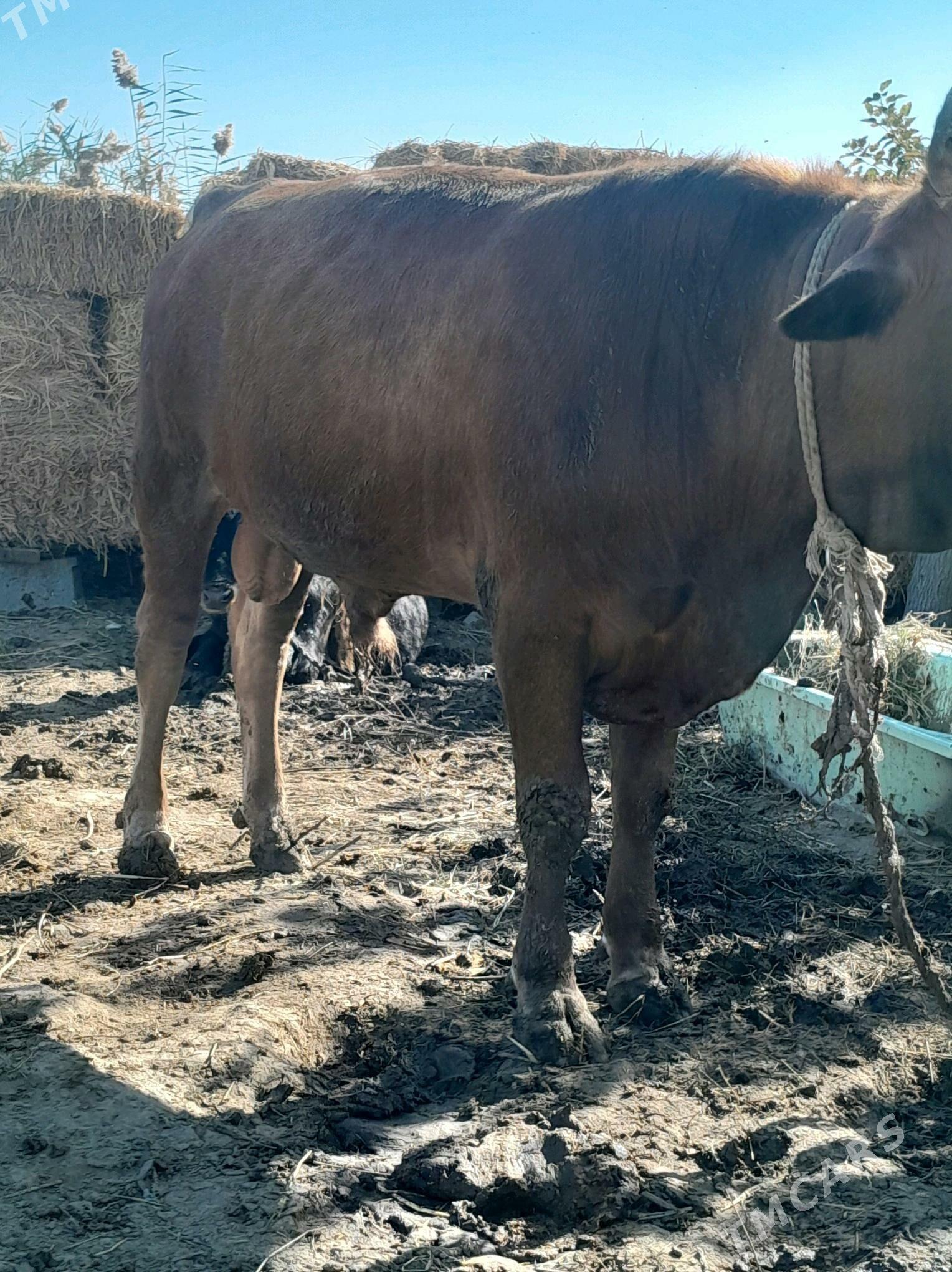 ökùzler - Bäherden - img 1