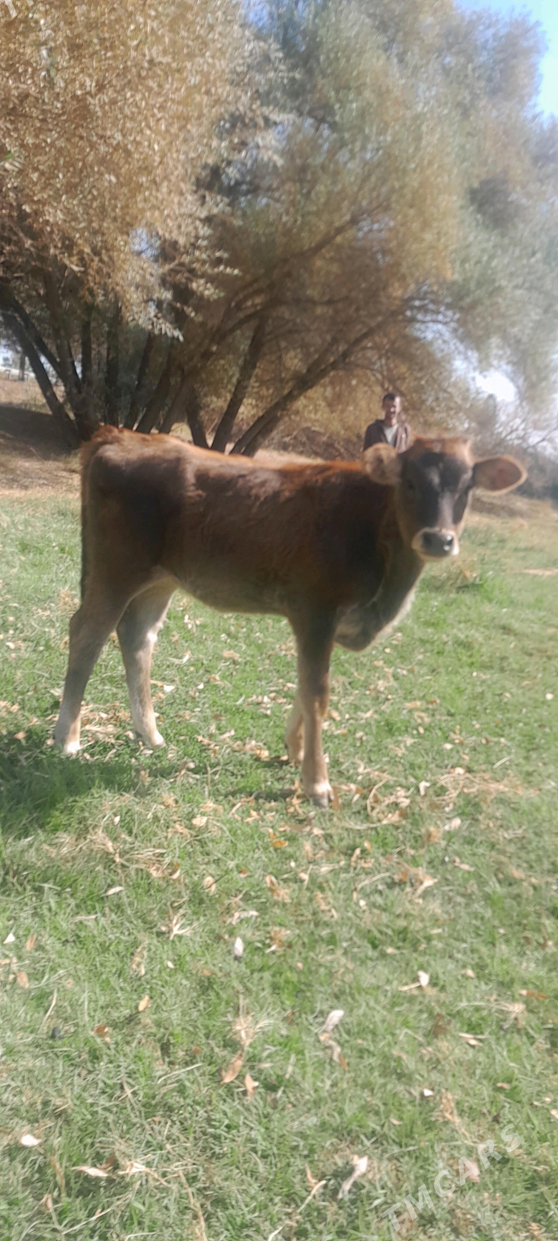 sygyr - Багир - img 3