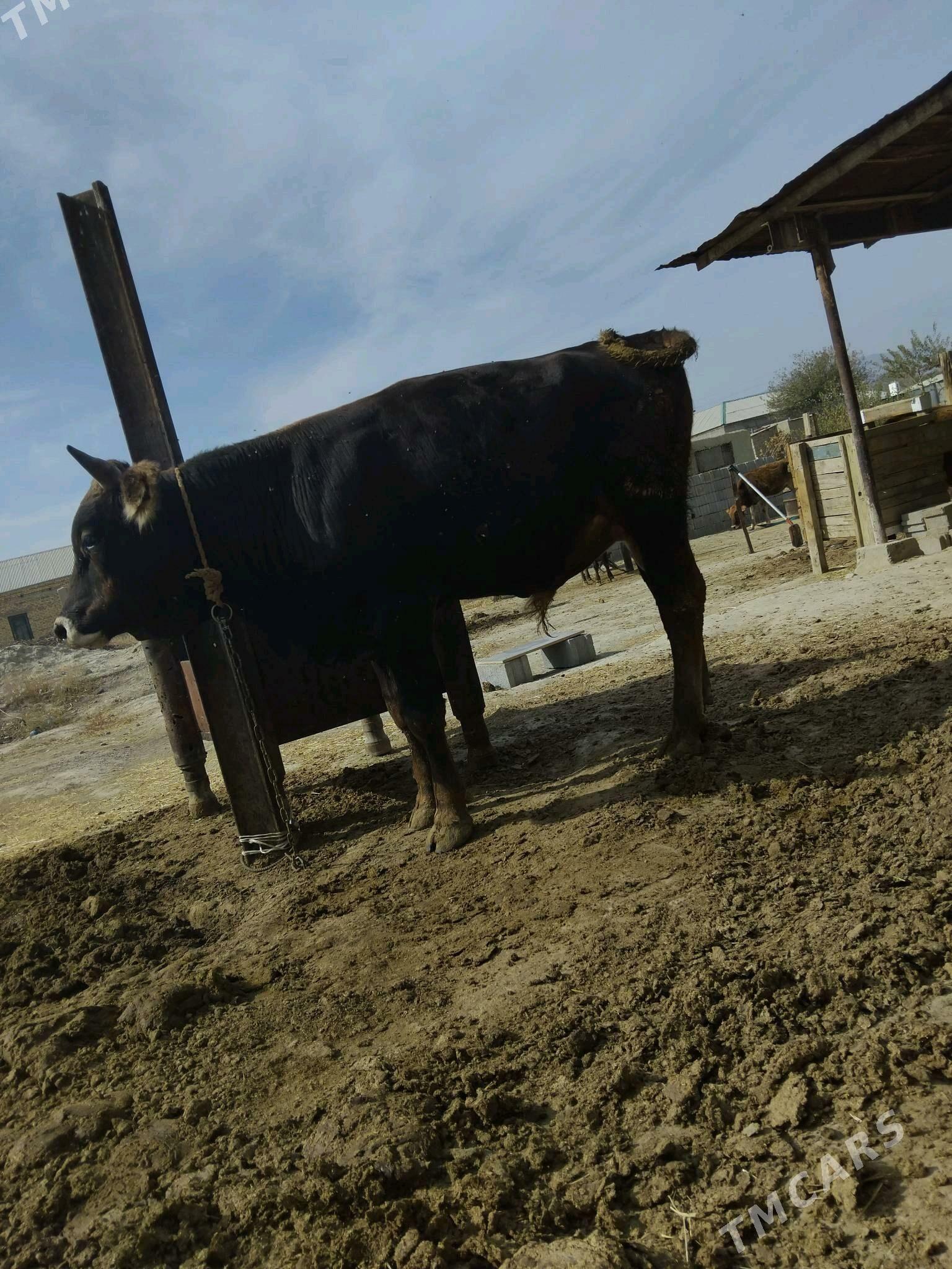 oküz - Bäherden - img 2