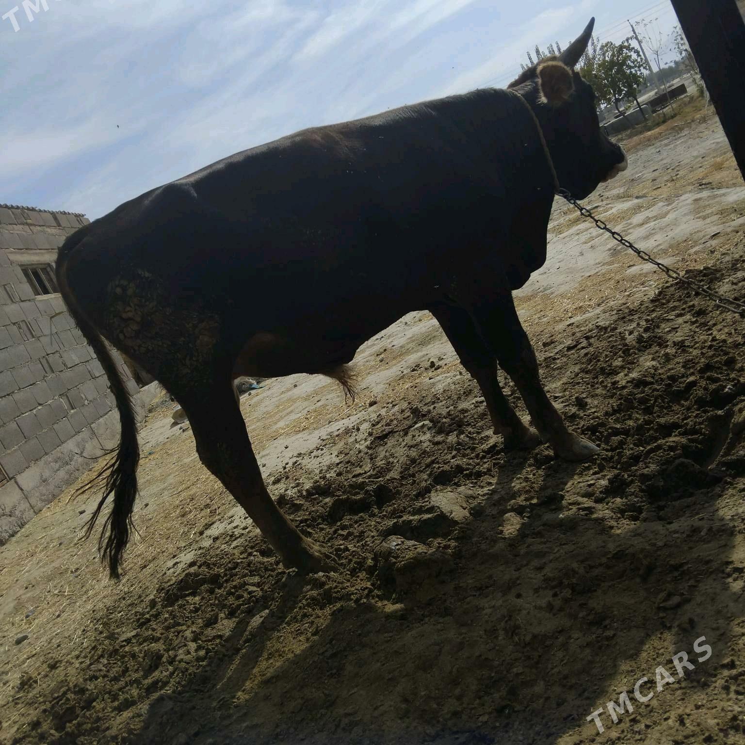 oküz - Bäherden - img 1