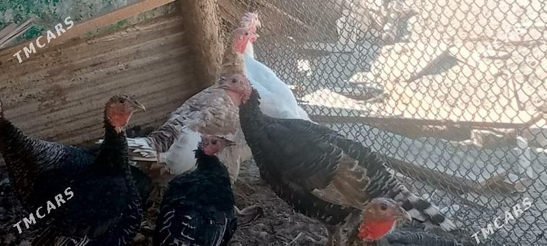 индюк - Туркменабат - img 2