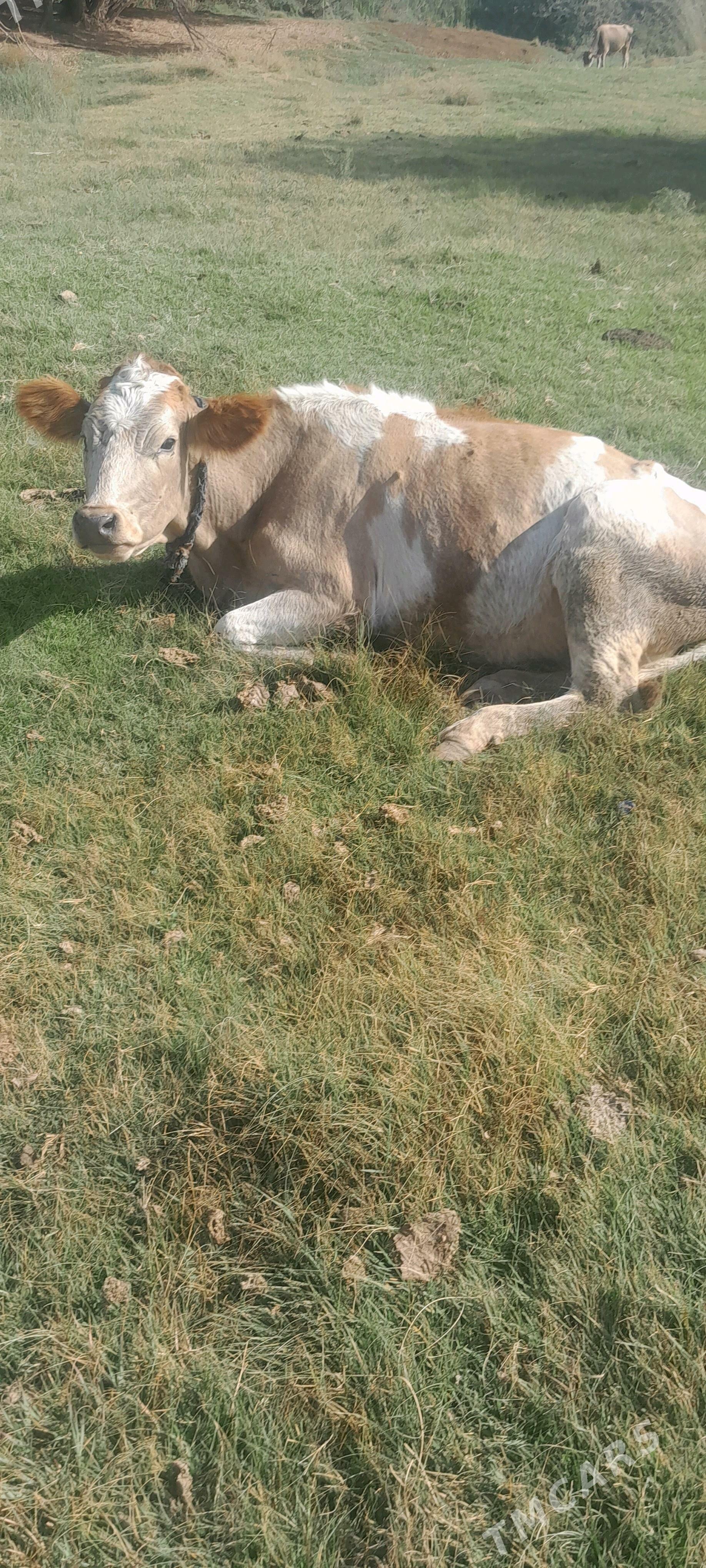 sygyr - Багир - img 2