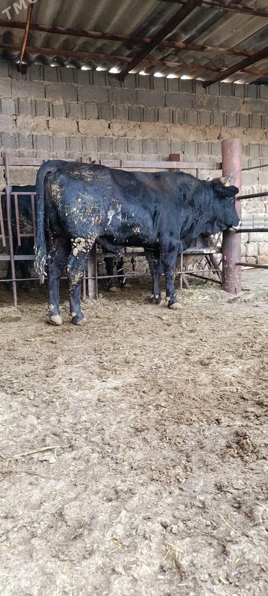 şwes okuz - Бахарден - img 1