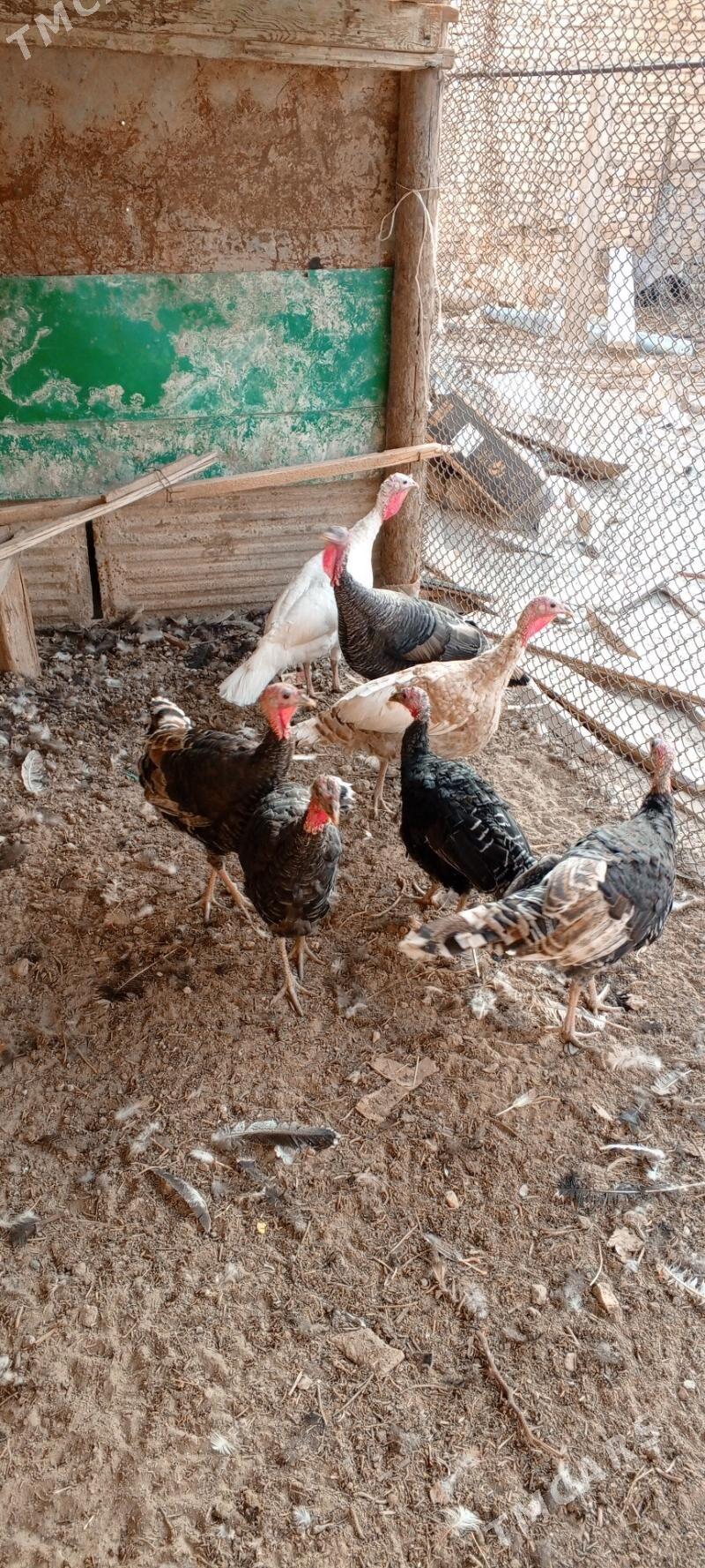 индюк - Туркменабат - img 4