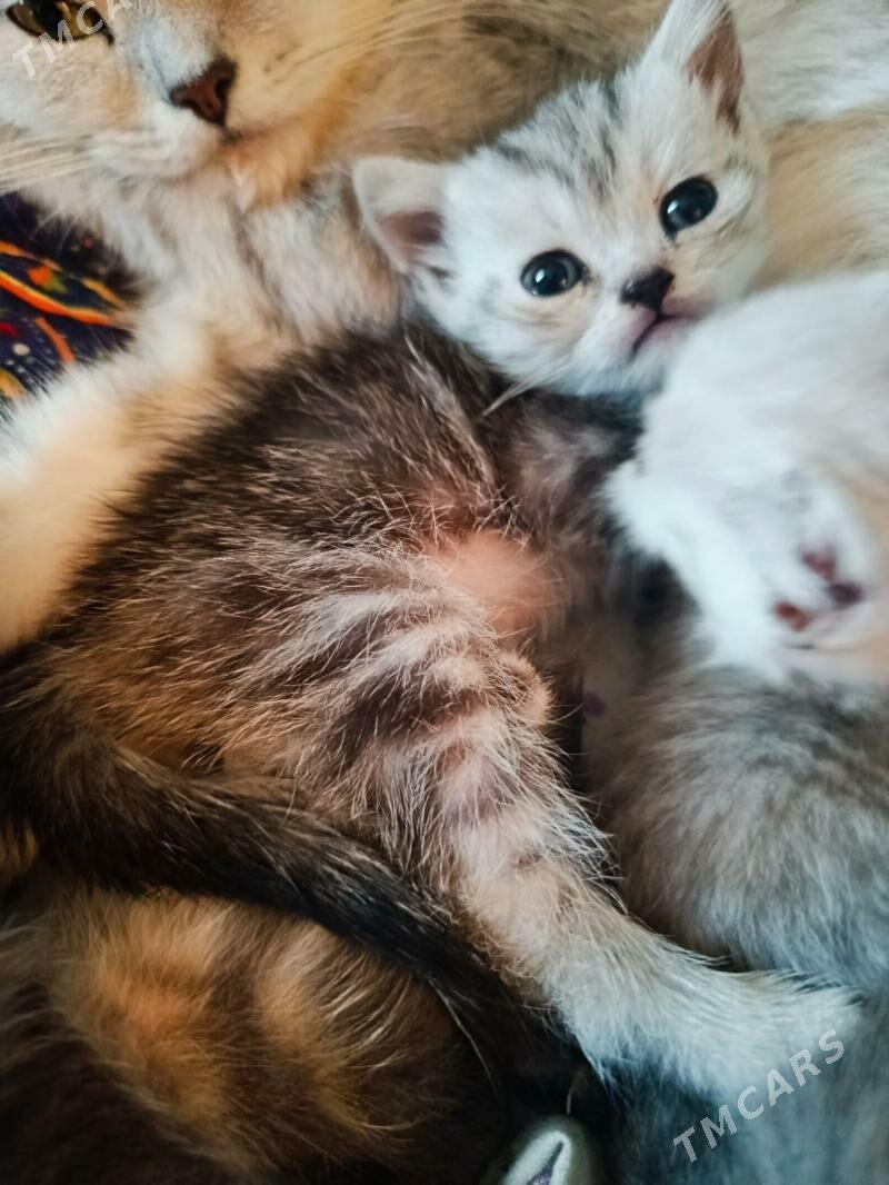 шатланки страйт - Türkmenabat - img 4