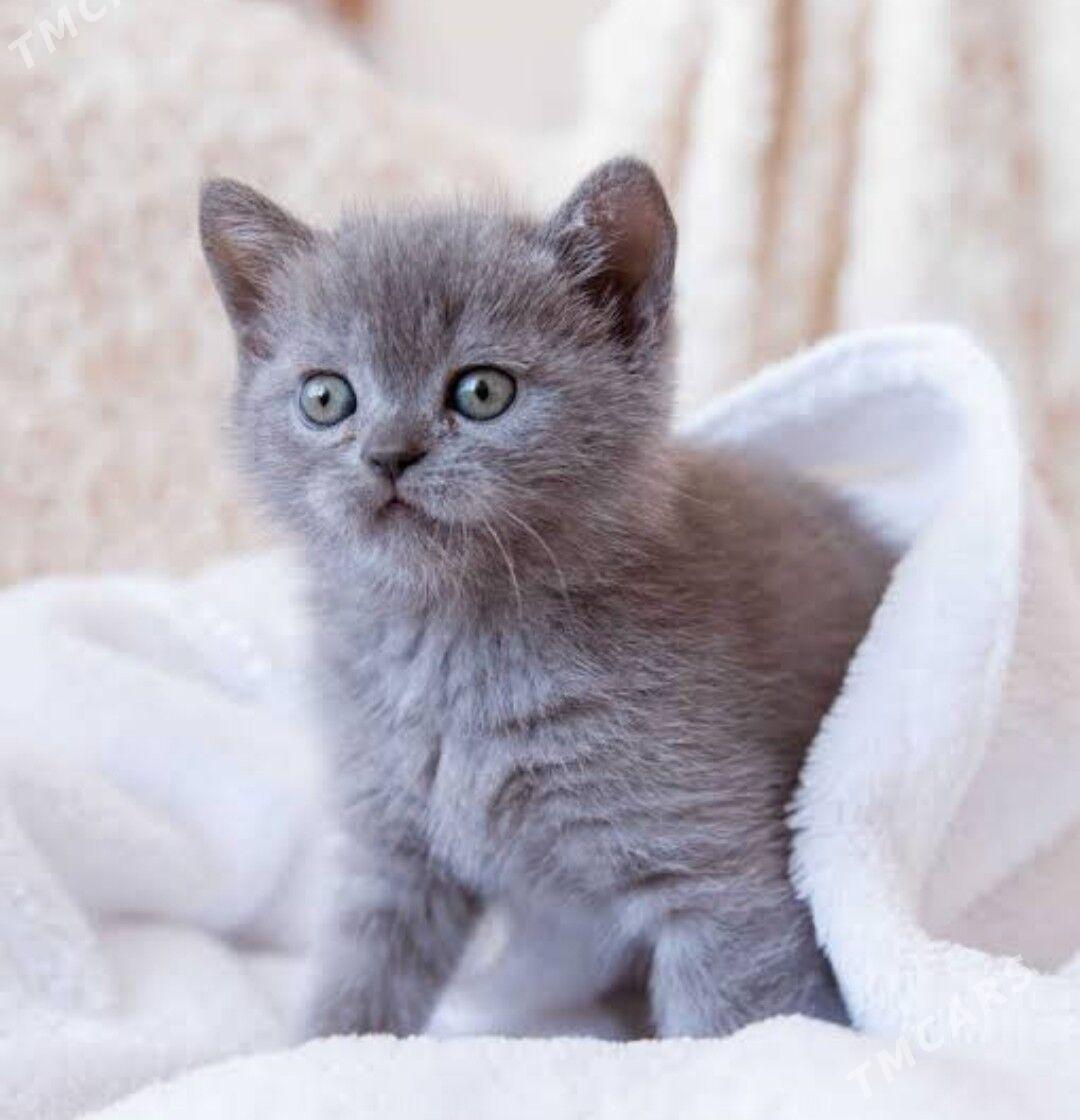 шатланки страйт - Türkmenabat - img 6