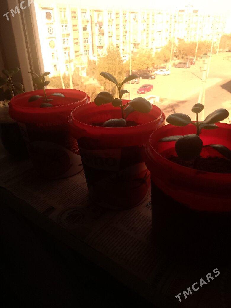 Цветы (копейки) - Daşoguz - img 3