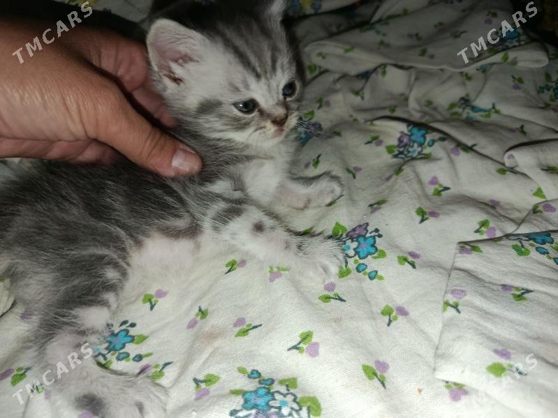 шатланки страйт - Türkmenabat - img 5