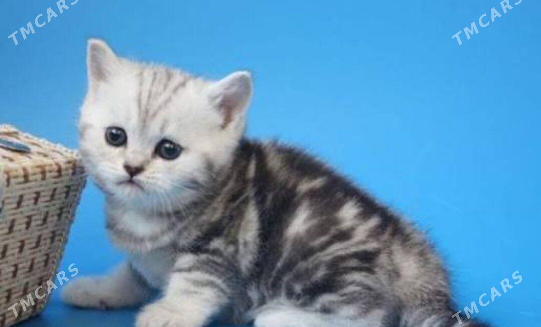 шатланки страйт - Türkmenabat - img 3