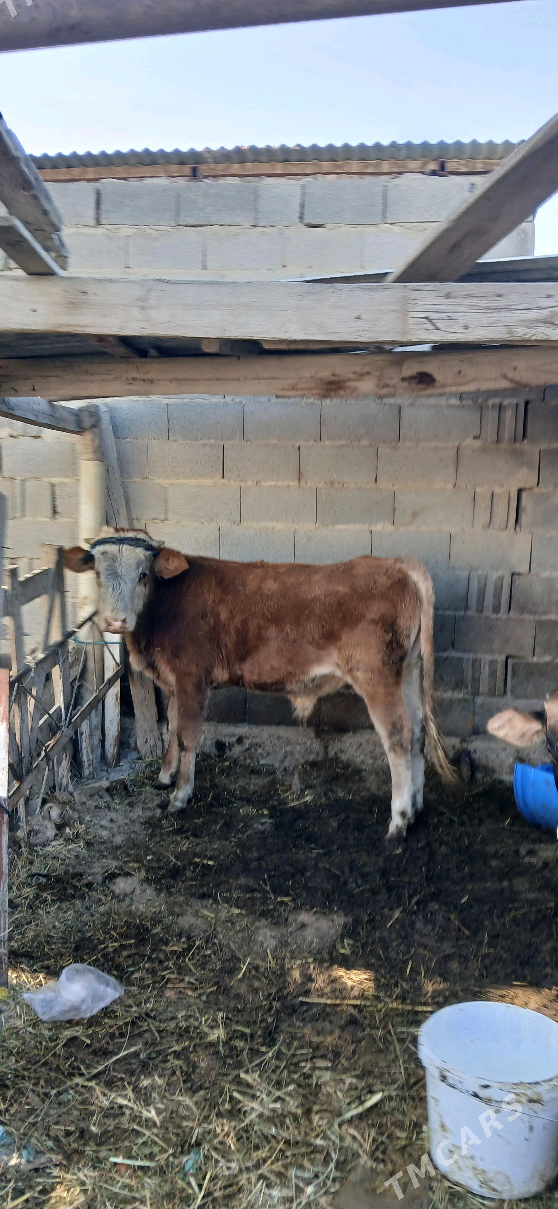 okuz - Бахарден - img 1