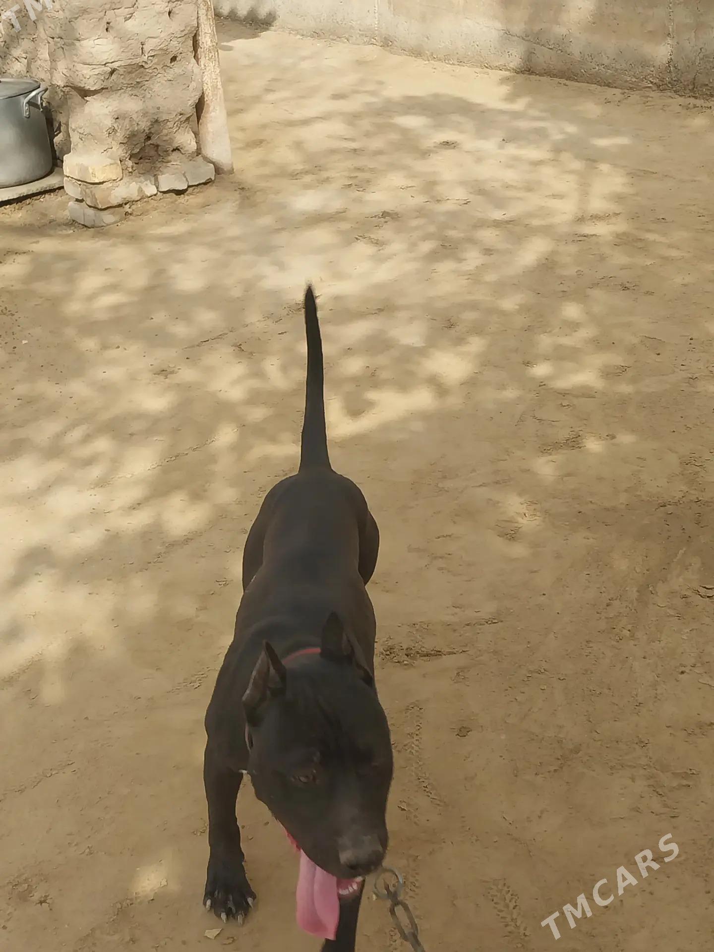 питбуль собака, pitbull - Dänew - img 2