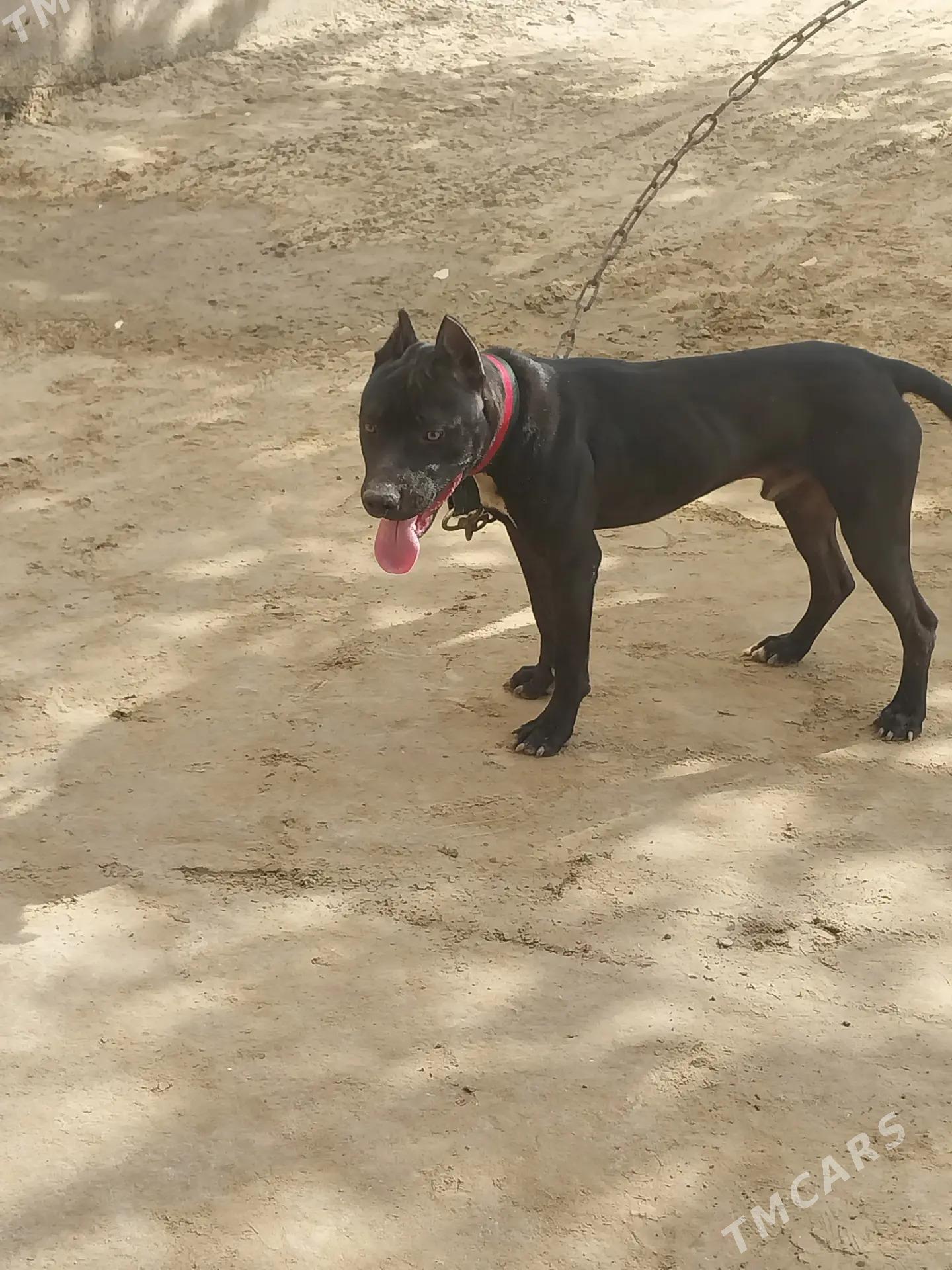 питбуль собака, pitbull - Dänew - img 7