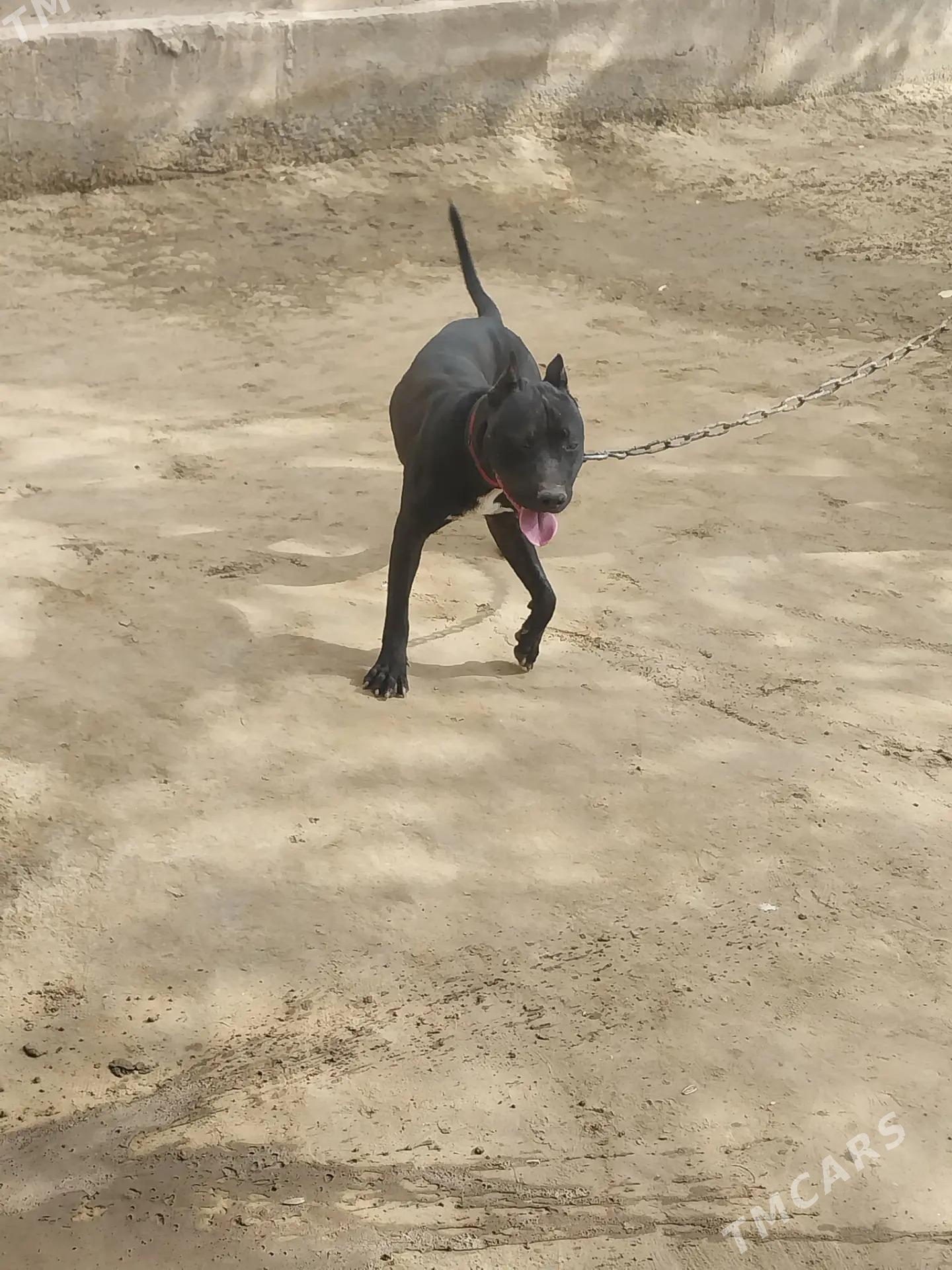 питбуль собака, pitbull - Dänew - img 3