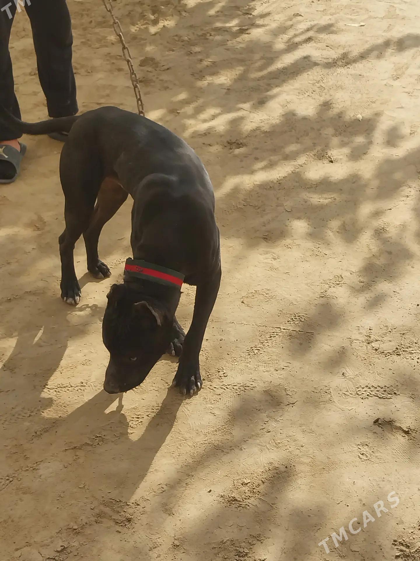 питбуль собака, pitbull - Dänew - img 6