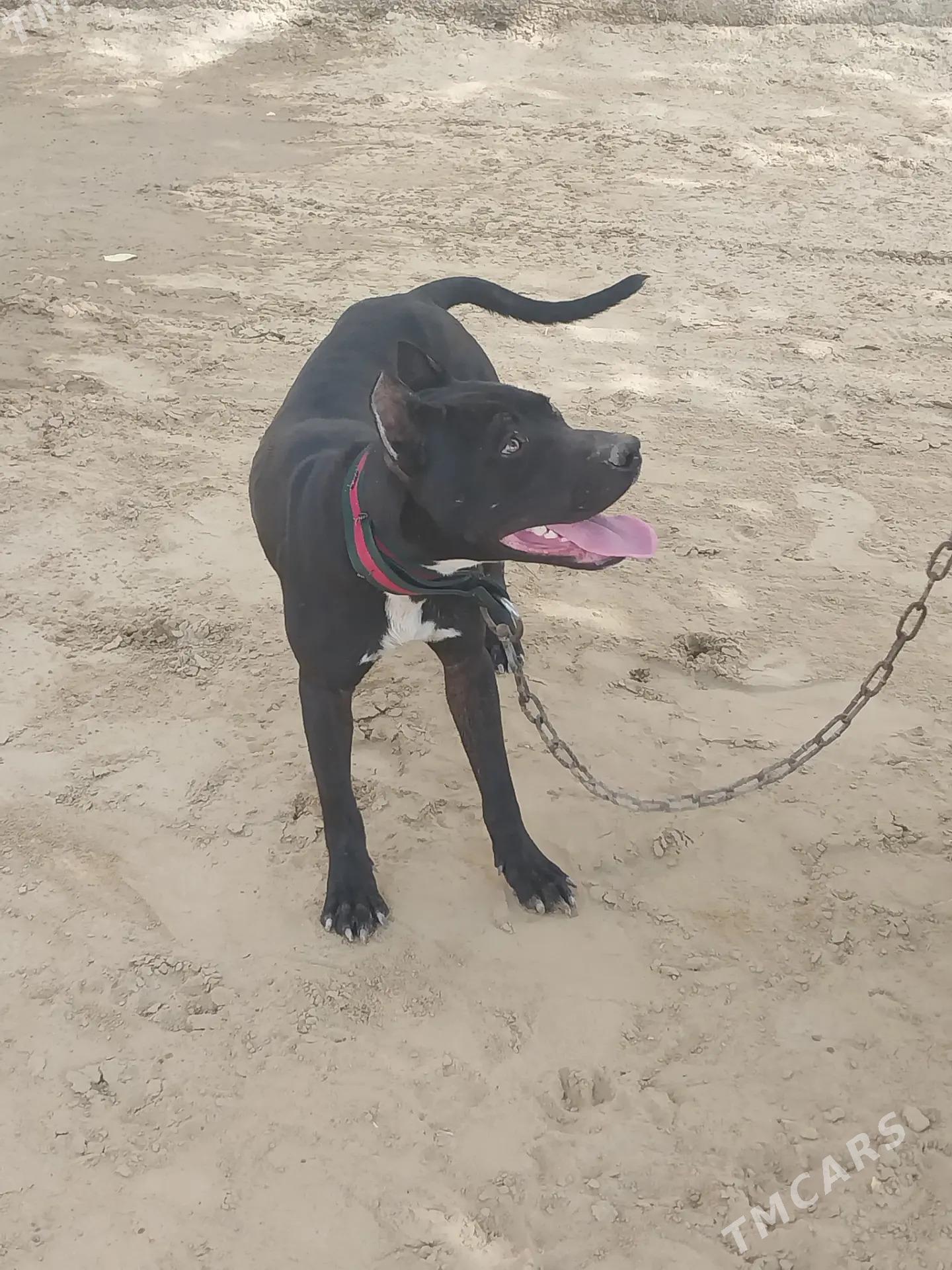 питбуль собака, pitbull - Dänew - img 4