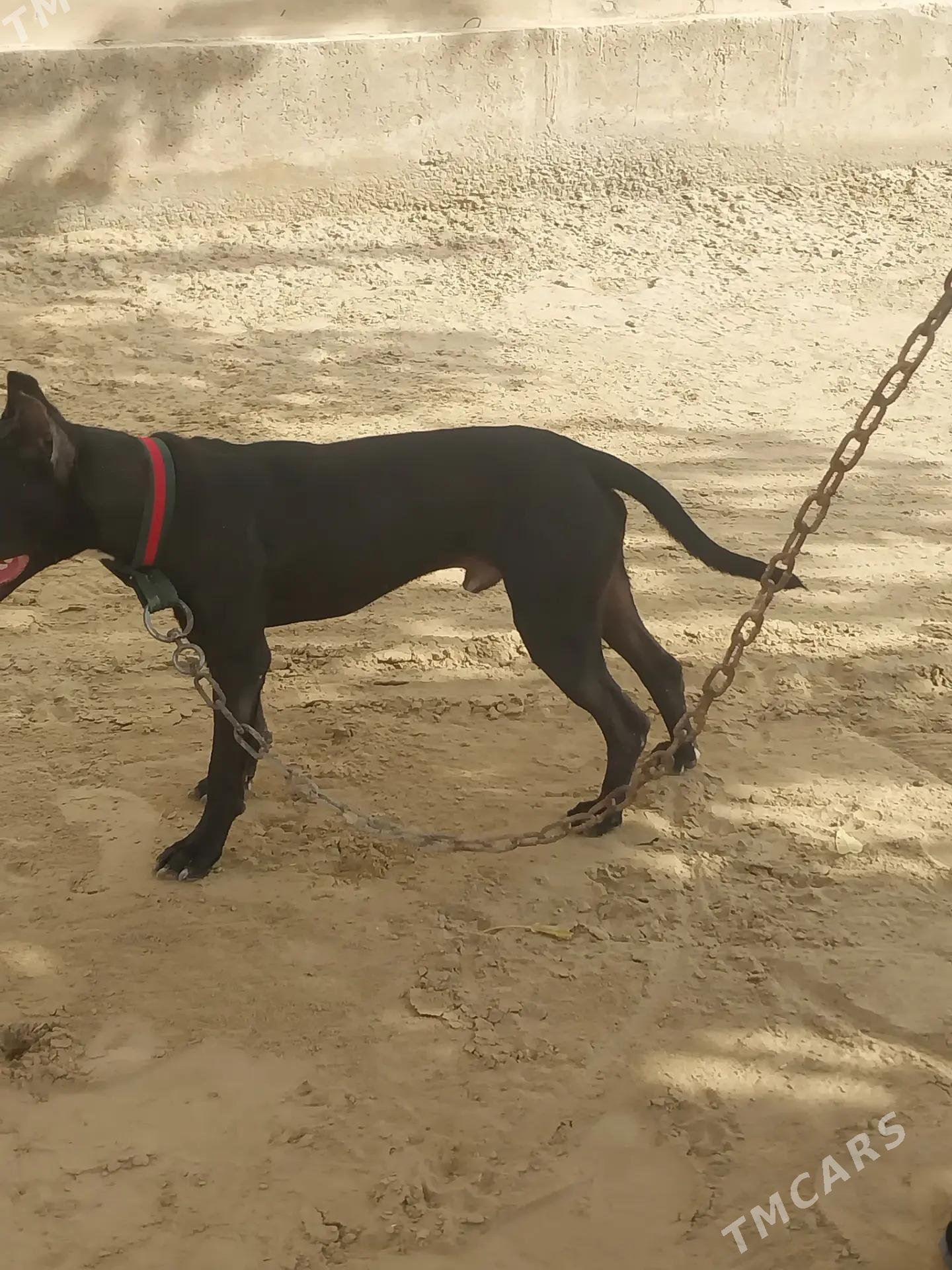 питбуль собака, pitbull - Dänew - img 5