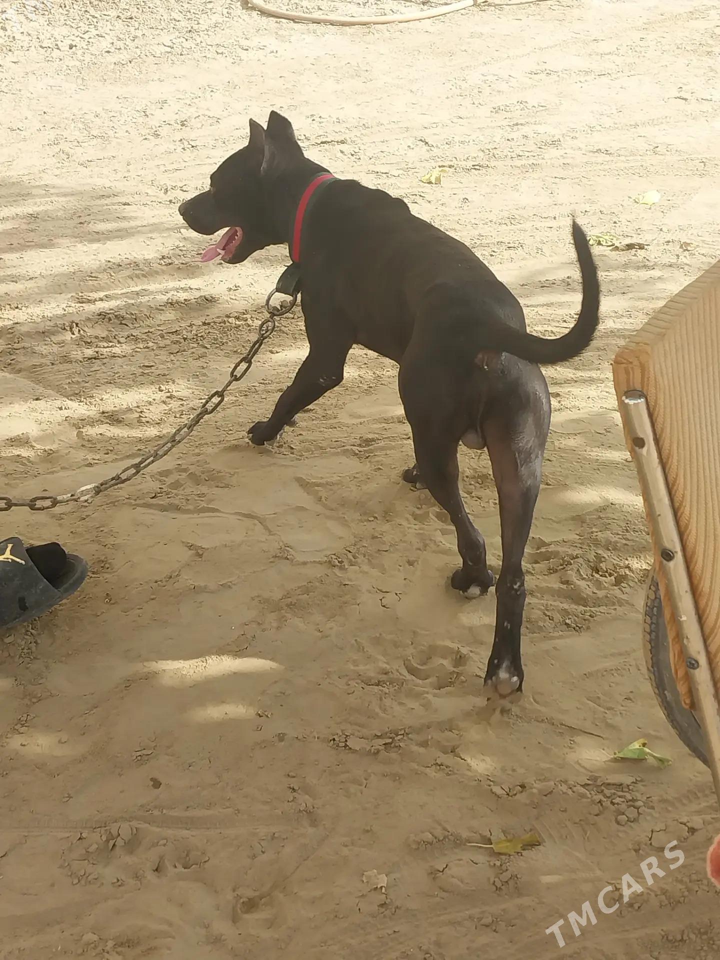 питбуль собака, pitbull - Dänew - img 1