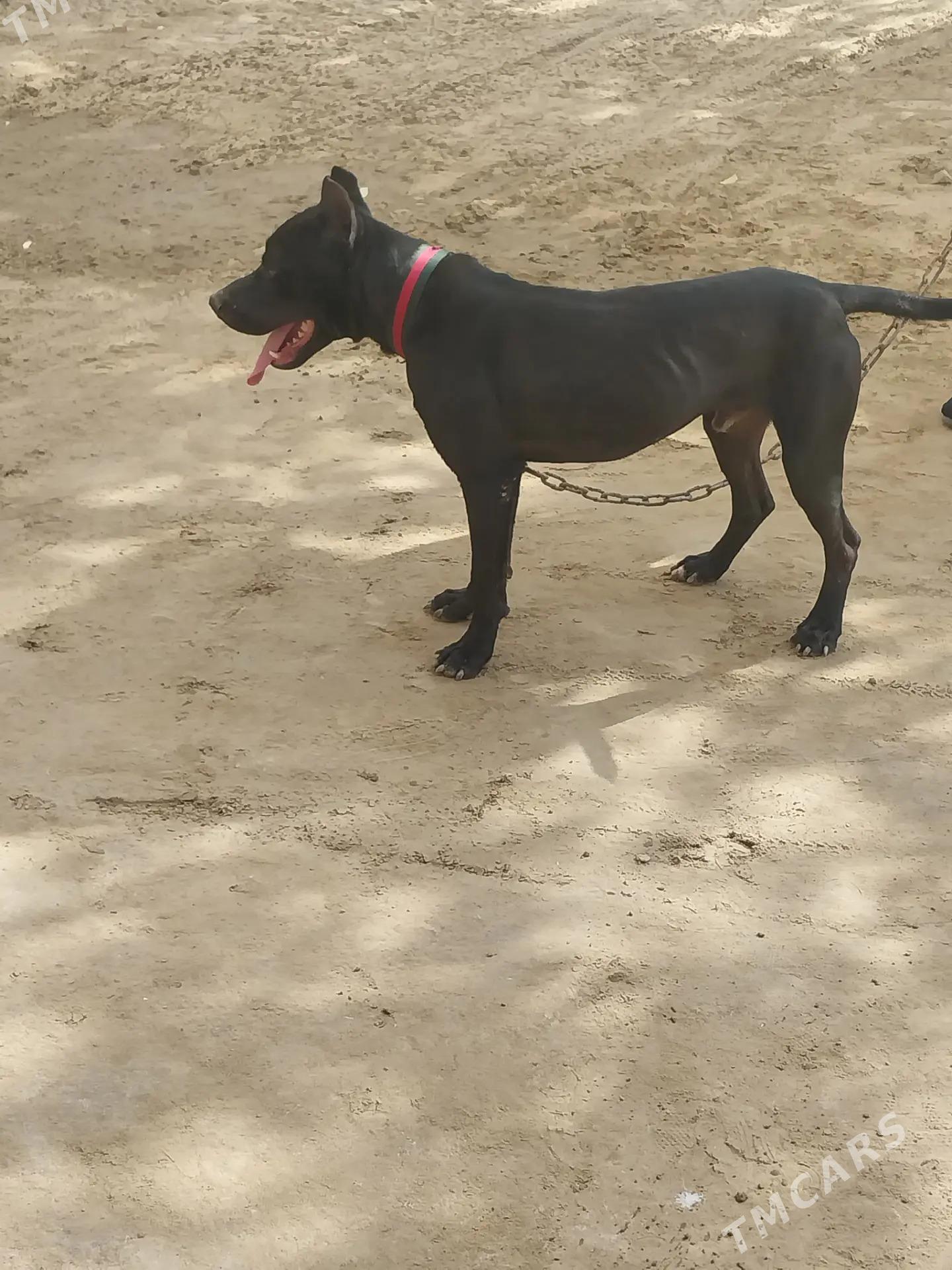 питбуль собака, pitbull - Dänew - img 8