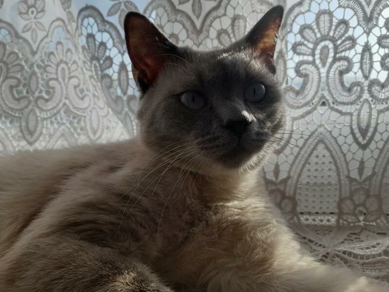 Сиямский Кот - Aşgabat - img 6