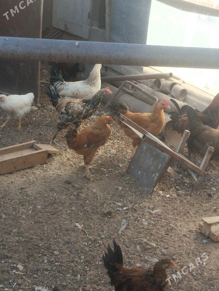 towuk - Гумдаг - img 3